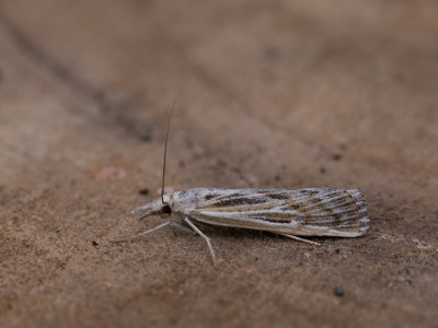 Grote grasmot / Pediasia fascelinella