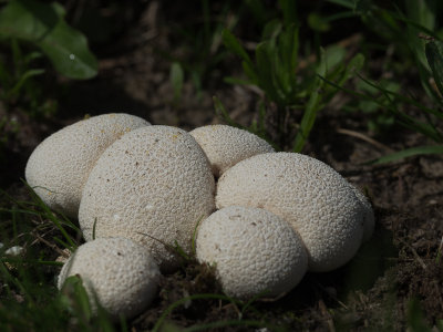 Vascellum pratense / Afgeplatte stuifzwam /  / Meadow Puffball