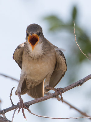 Rosy Starling / Roze spreeuw / Pastor roseus