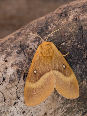 Hageheld / Oak Eggar / Lasiocampa quercus