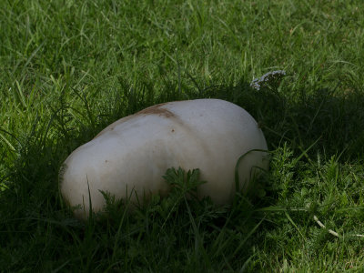 Calvatia gigantea / Reuzenbovist / Giant puffball