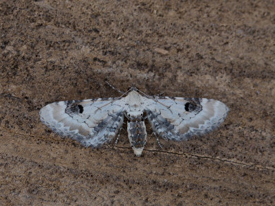 Zwartvlekdwergspanner / Lime-speck pug / Eupithecia centaureata