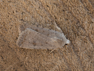 Huisuil / Pale Mottled Willow / Caradrina clavipalpis