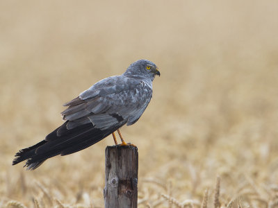 Grauwe kiekendief / Montagu's Harrier / Circus pygargus