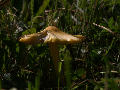 Hygrocybe acutoconica / Puntmutswasplaat / Persistent Waxcap