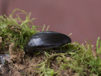 Grote spinnende watertor / Great Silver Water Beetle / Hydrophilus piceus