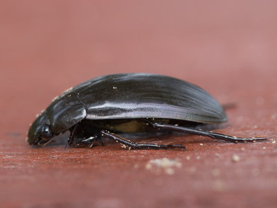 Grote spinnende watertor / Great Silver Water Beetle / Hydrophilus piceus