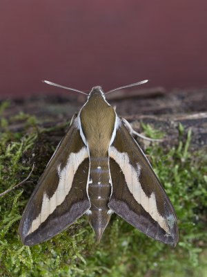 Walstropijlstaart / Bedstraw Hawk-moth / Hyles gallii