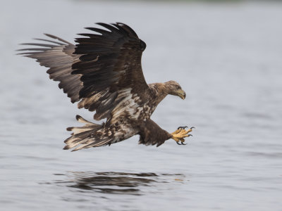 Zeearend / White-tailed Eagle / Haliaeetus albicilla