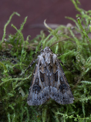 Bonte worteluil / Archer's Dart / Agrotis vestigialis