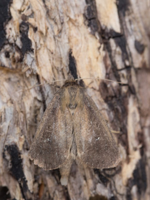 Gestippelde rietboorder / Twin-spotted Wainscot / Archanara geminipuncta