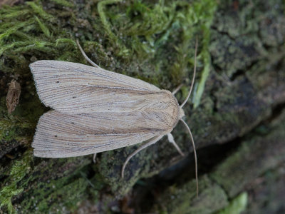 Spitsvleugelgrasuil / southern wainscot / Mythimna straminea