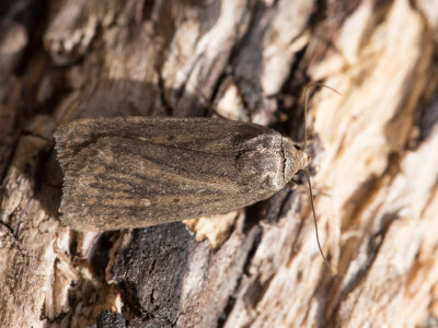 Athetis lepigone