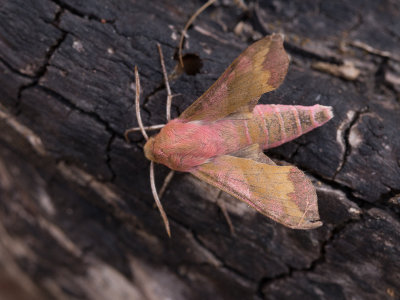 Klein avondrood / Small Elephant Hawk-moth / Deilephila porcellus