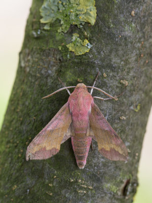 Klein avondrood / Small Elephant Hawk-moth / Deilephila porcellus