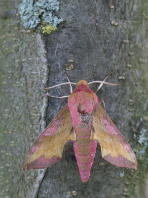 Klein avondrood / Small Elephant Hawk-moth / Deilephila porcellus