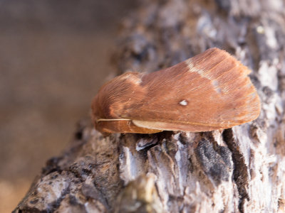 Kleine hageheld / Grass Eggar / Lasiocampa trifolii