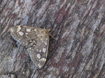Gewone coronamot / Elderberry Pearl / Anania coronata