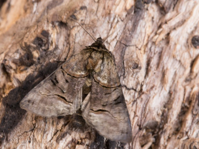 Brandnetelkapje / Spectacle / Abrostola tripartita