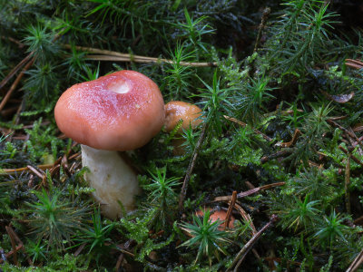 Gomphidius roseus /  Roze spijkerzwam /  Rosy Spike-cap