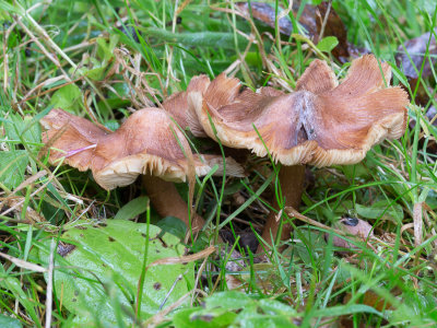Inocybe maculata / Gevlekte vezelkop / Frosty Fibrecap
