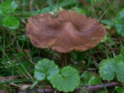 Inocybe maculata / Gevlekte vezelkop / Frosty Fibrecap