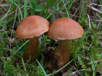 Cortinarius glabrellus / Roodbruine gordijnzwam