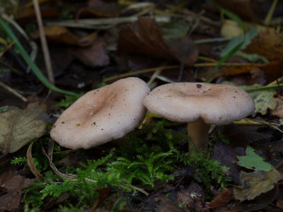 Lactarius vietus / Roodgrijze melkzwam / Grey Milkcap