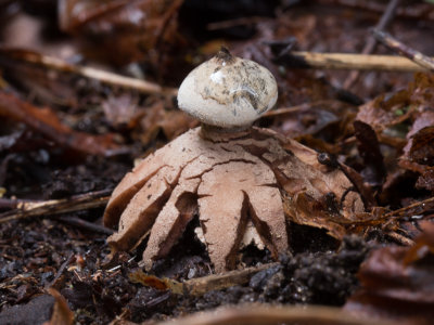 Geastrum striatum / Baretaardster / Striate earthstar