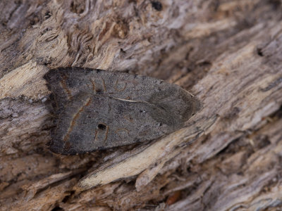 Zwartstipvlinder / Red-line Quaker / Agrochola lota