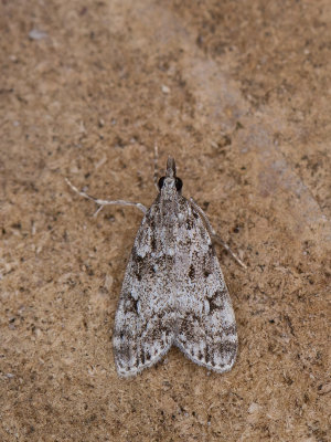 Lichte granietmot / Eudonia lacustrata