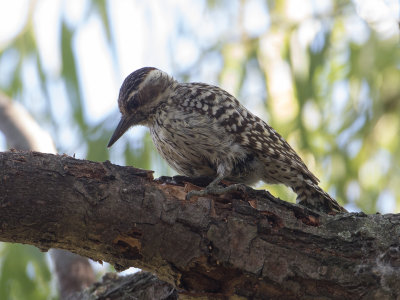 Checkered Woodpecker / Streepstaartspecht / Veniliornis mixtus