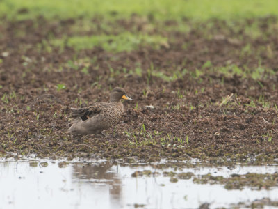 Speckled Teal / Chileense Taling / Anas flavirostris