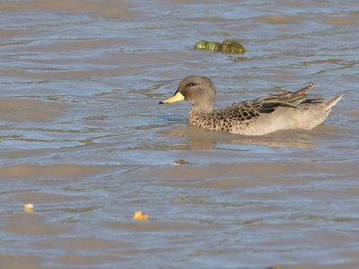 Speckled Teal / Chileense Taling / Anas flavirostris
