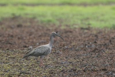 Plumbeous Ibis / Grijze ibis / Theristicus caerulescens