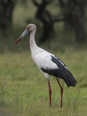 Maguari Stork / Magoeari / Ciconia maguari 