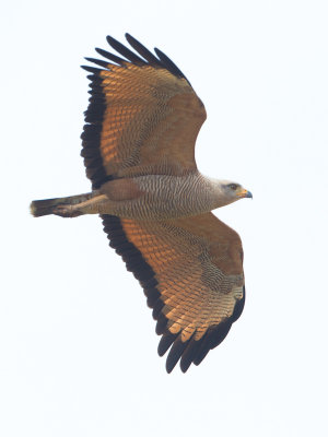 Savanna Hawk / Savannebuizerd / Buteogallus meridionalis