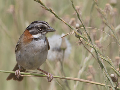 Rufous-collared Sparrow / Roodkraaggors / Zonotrichia capensis