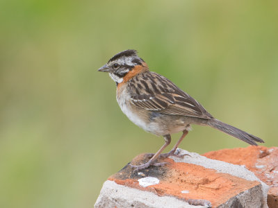 Rufous-collared Sparrow / Roodkraaggors / Zonotrichia capensis