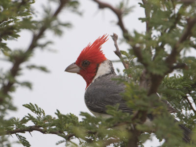 Red-crested Cardinal / Roodkuifkardinaal / Paroaria coronata 