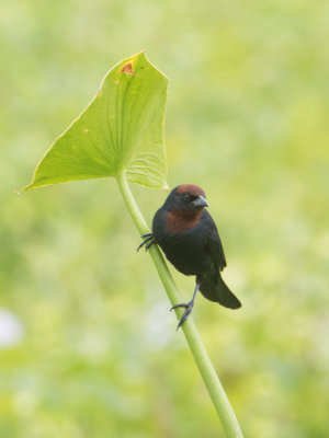 Chestnut-capped Blackbird / Bruinkaptroepiaal / Chrysomus ruficapillus