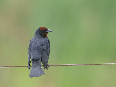 Chestnut-capped Blackbird / Bruinkaptroepiaal / Chrysomus ruficapillus
