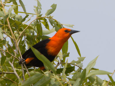 Scarlet-headed Blackbird / Roodkoptroepiaal / Amblyramphus holosericeus