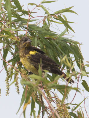 Brown-and-yellow Marshbird / Bruine watertroepiaal / Pseudoleistes virescens 