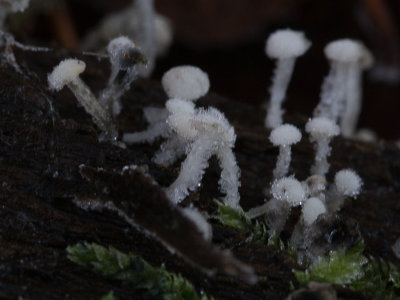 Cudoniella acicularis / Houtknoopje / Oak Pin