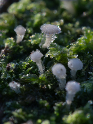 Cudoniella acicularis / Houtknoopje / Oak Pin