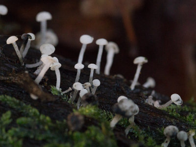 Cudoniella acicularis / Houtknoopje / Oak Pin