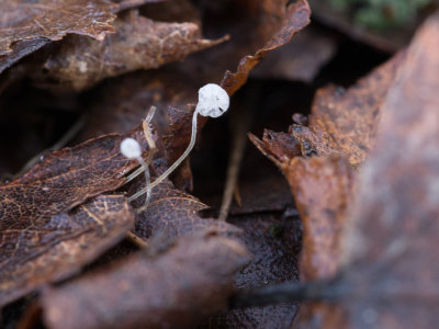 Mycena polyadelpha / Witte eikenbladmycena