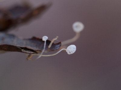 Mycena polyadelpha / Witte eikenbladmycena