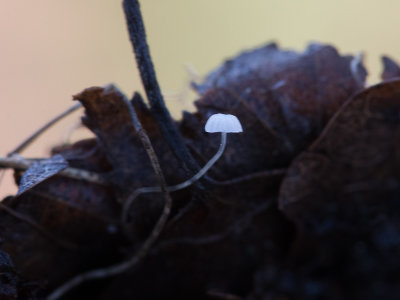 Mycena polyadelpha / Witte eikenbladmycena
